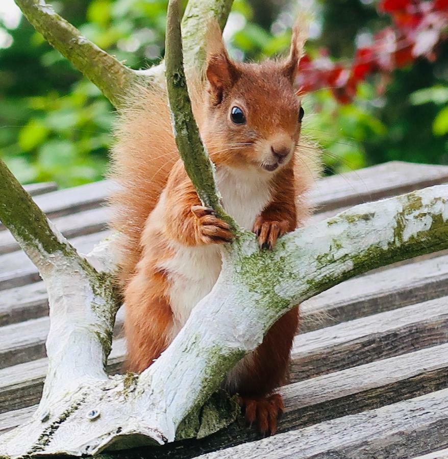 Red Squirrel Cottage Strathtay Exterior photo